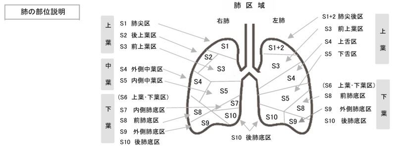 肺