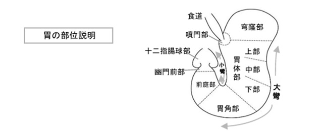 胃